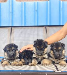 German Shepherd
