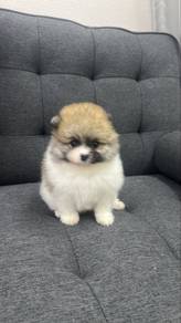 Fancy Color Female Pomeranian Puppy