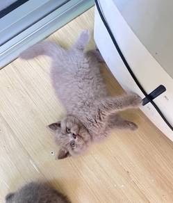British shorthair