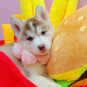 Husky