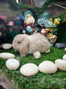 Holland lop