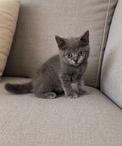 British Shorthair Female Kitten