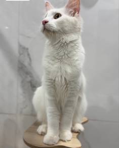 Mainecoon