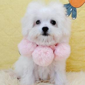 Maltese