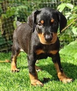 DOBERMAN PUPPIES 🐻 H174 Male Female Available