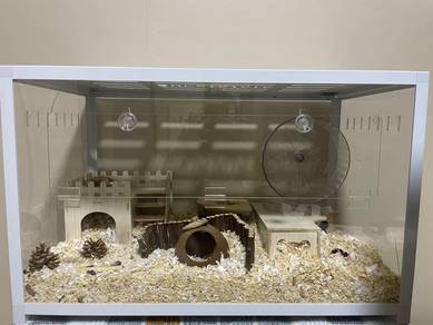 Cage, accessories and 3 hamster