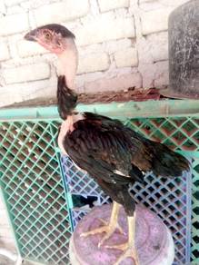 anok ayam