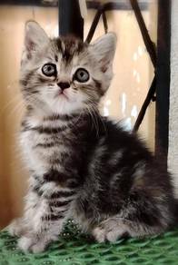 American Shorthair