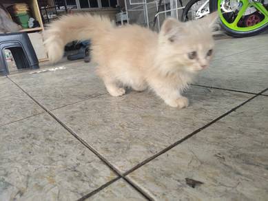 kucing
