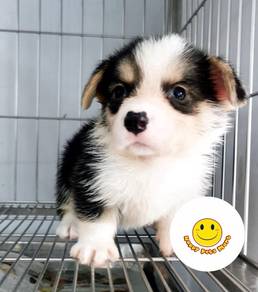 H590 KL Welsh Corgi tri color puppies