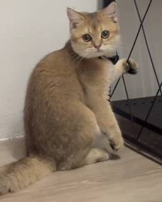 british short hair