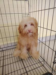 Maltipoo Female puppies special price 