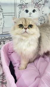 British Longhair Blue Golden Shaded
