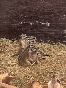 Meerkat for sale