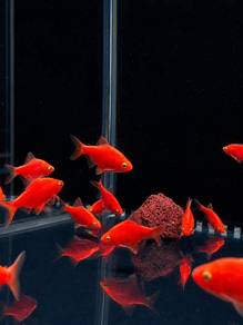 Tiger Red Fire Fish