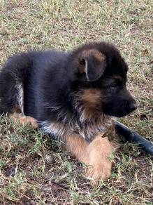 G99-T99 German Shepherd black tan haired