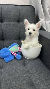 西高地男
Westie
Male
PM-1
Dob ; 26-06-26