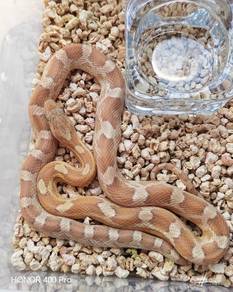 Corn Snake