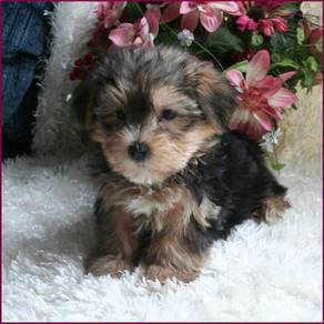 J300 Bounding Silkese Cute Small Sikly Coat Puppy