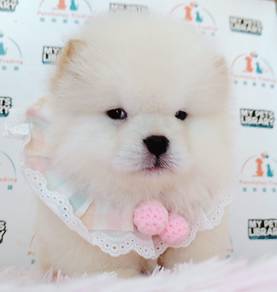 Chow chow