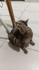 Scottish and bengal mix breed