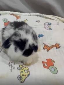 Rabbit HL