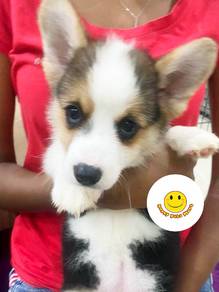 CC9603 Welsh Corgi tri color puppy dog