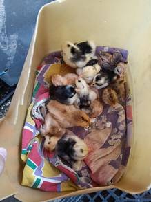 anak ayam serama