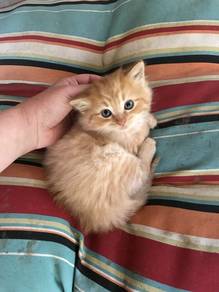 Mainecoon Persian Orange Kitten