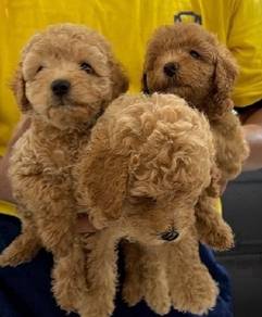 Toy poodle 