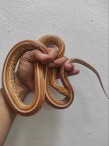 Corn snake