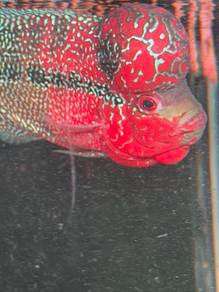 4.5inch Super VVIP RED KAMFA GB
