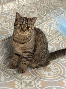 bsh tabby male