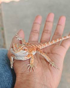 bearded dragon baby