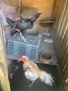 ayam ratu@ baka baik