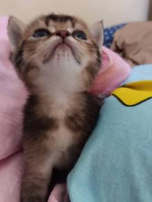 BSH Black Golden Shaded Female Kitten