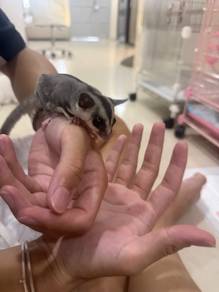 Sugar Glider baby