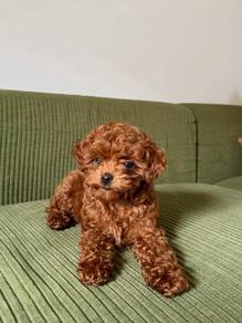 Adorable Maltipoo Puppies Available – JB & KL