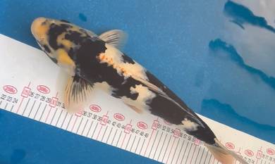 Japan Koi 