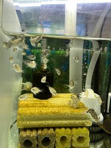 Mini parrot fish