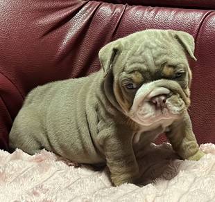 ENGLISH BULLDOG PUPPIES Female C025