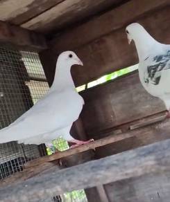 Burung Merpati racing homer