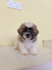 High quality Shih Tzu puppy female