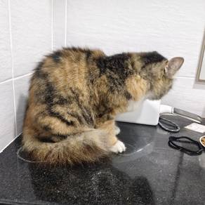 DLH  Cat 