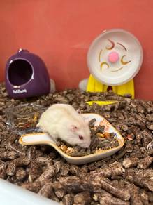 white winter pearl Hamsters for Sale