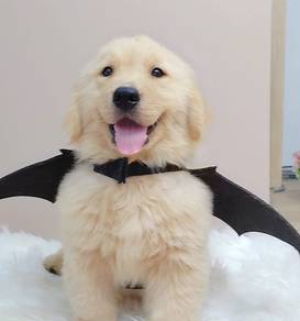Golden Retriever