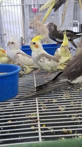 Burung cockateil