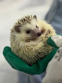 Adorable Hedgehog