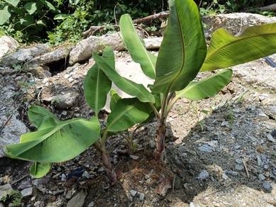 Anak Pokok Pisang Lemak Manis for sale 香蕉树