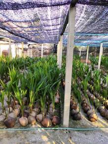 Benih kelapa matagf2/pandan/sgg